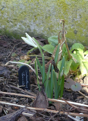 2023-02-15 Galanthus 'Bunch' 1.jpg