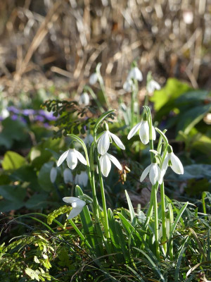2023-02-15 Galanthus 'Cornwood'.jpg
