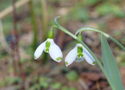 2023-02-15 Galanthus elwesii Green Tips.jpg