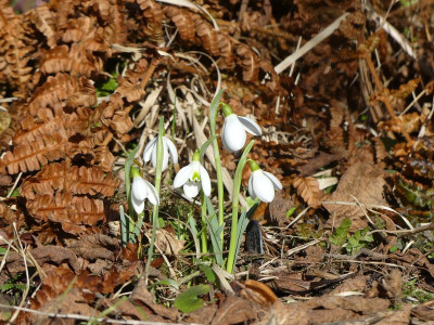 2023-02-15 Galanthus 'Hobson's Choice' 1.jpg
