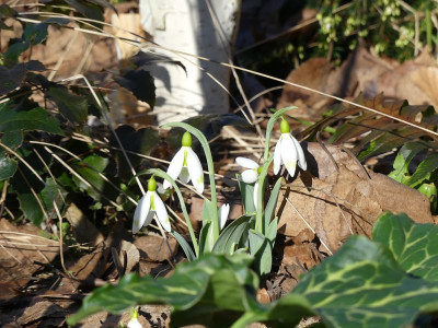 2023-02-15 Galanthus 'Moya's Green' 1.jpg
