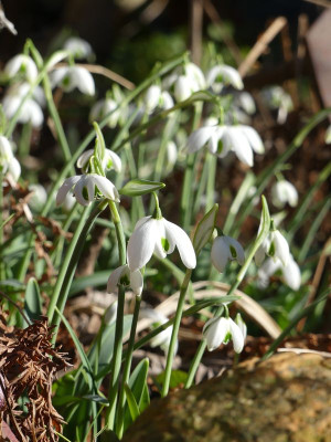 2023-02-15 Galanthus 'Ophelia' 1.jpg