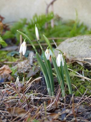 2023-02-15 Galanthus 'Orange Star'.jpg
