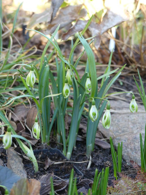2023-02-15 Galanthus 'Scharlockii' 1.jpg