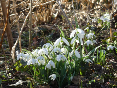 2023-02-15 Galanthus 'Sentinel'.jpg