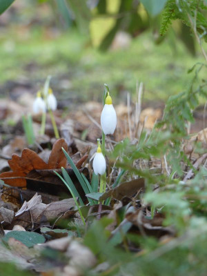 2023-02-15 Galanthus 'Treasure Island' 1.jpg