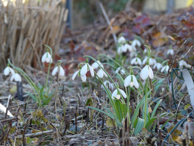 2023-02-15 Galanthus 'The Pearl'.jpg