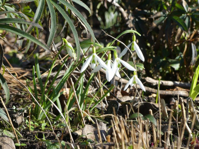 2023-02-15 Galanthus 'Wasp'.jpg