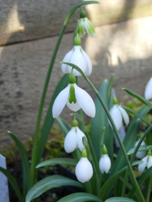 2023-02-15 Galanthus Sämling ex Seraph 6.jpg