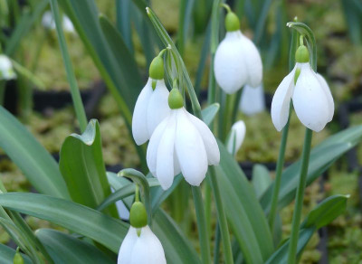 2023-02-15 Galanthus Sämling ex Seraph 2-3.jpg