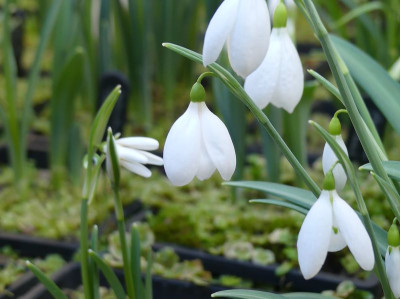 2023-02-15 Galanthus Sämling ex Seraph 5-1.jpg