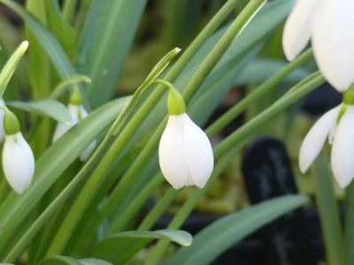 2023-02-15 Galanthus Sämling ex Seraph 3-3.jpg