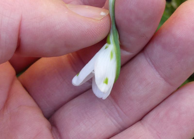 2023-02-15 Galanthus Sämling ex Seraph 4-3.jpg