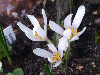 2023-02-15 Colchicum munzurense.jpg
