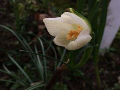 2023-02-15 Sternbergia candida 1.jpg