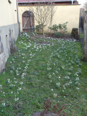 2023-02-15 Galanthus Vorgarten 4.jpg