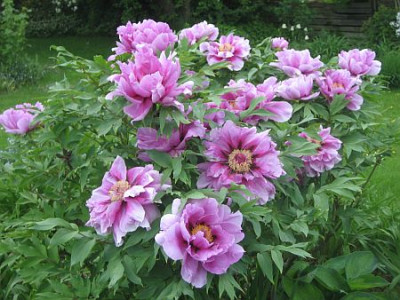 P._suffr.Ofuji_nishiki_95841.jpg