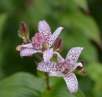 Tricyrtis.15-3.jpg
