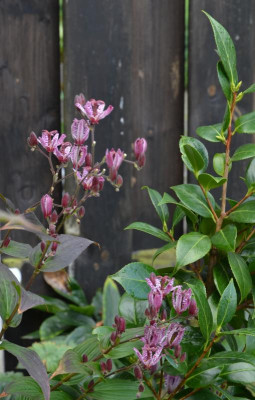 Tricyrtis-DarkBeauty.20-1.jpg