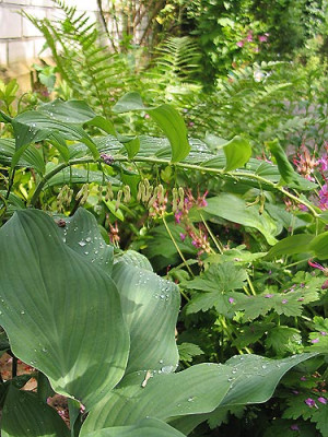 Hosta_Salomon.jpg