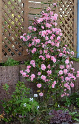 Camellia-Spring-Festival.17-3.jpg