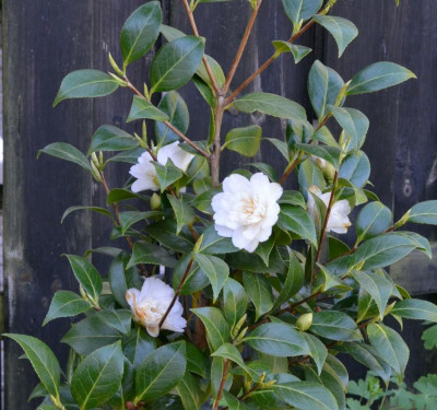 Camellia-ManSize.22-2.jpg