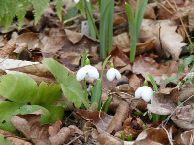 2023-02-16 Galanthus 'Augustus' 1.jpg