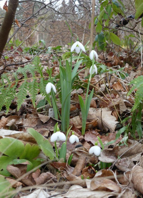2023-02-16 Galanthus 'Fly Fishing' 1.jpg