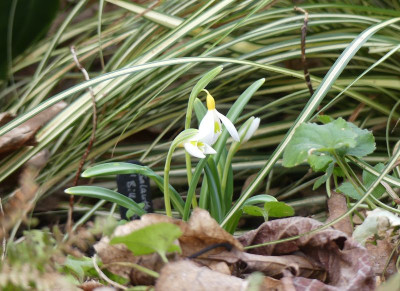 2023-02-16 Galanthus 'Bill Clark'.jpg