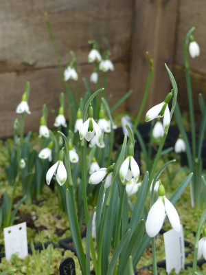 2023-02-16 Galanthus 'Caryl Baron' 1.jpg