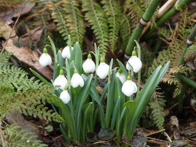 2023-02-16 Galanthus 'Diggory' 1.jpg