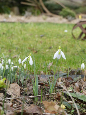 2023-02-16 Galanthus 'Ding Dong' 1.jpg