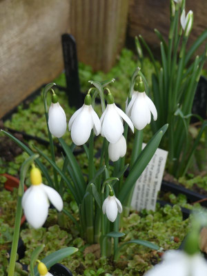 2023-02-16 Galanthus 'Moreton Mill' 1.jpg