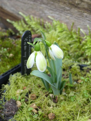 2023-02-16 Galanthus 'Rosemary Burnham' 1.jpg