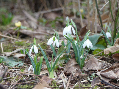 2023-02-16 Galanthus 'Sally Pasmore' 1.jpg