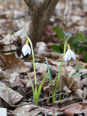 2023-02-16 Galanthus 'Sharman's Late' 1.jpg