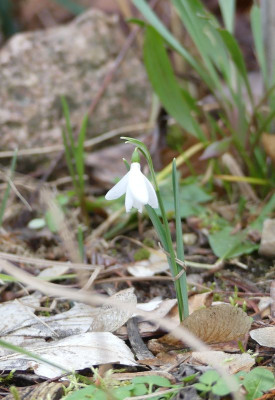 2023-02-16 Galanthus 'Springwood Park' 1.jpg