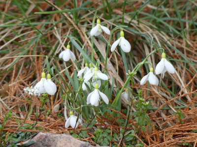 2023-02-16 Galanthus 'Sutton Courtenay' 1.jpg