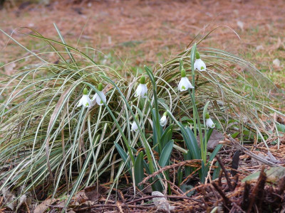 2023-02-16 Galanthus 'Trymlet' 1.jpg