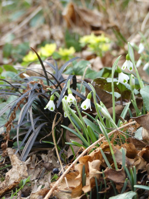 2023-02-16 Galanthus 'Trympostor' 1.jpg