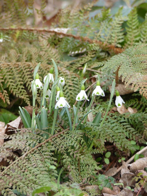 2023-02-16 Galanthus 'Trympostor' 2.jpg
