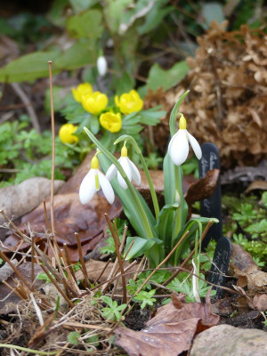 2023-02-16 Galanthus 'Wendy's Gold' 1.jpg