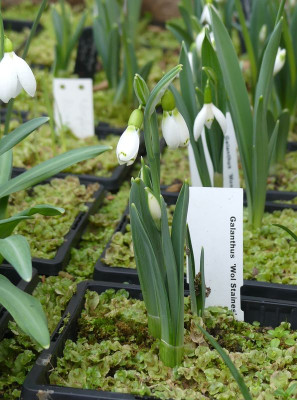 2023-02-16 Galanthus 'Wol Staines' 1.jpg
