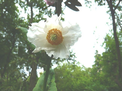 Meconopsis_betonicifolia_weiss_fars_2008.jpg