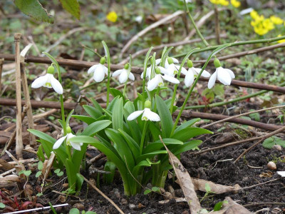 2023-02-16 Galanthus woronowii.jpg