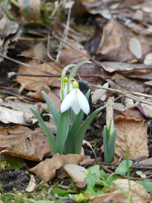 2023-02-16 Galanthus 'Yashmak' 1.jpg