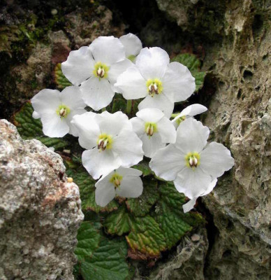 Ramonda_nathaliae_alba_2008-05-22.JPG