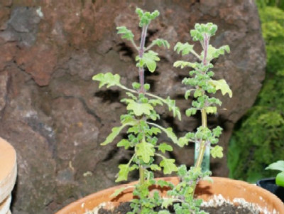 -Pelargonie-.jpg