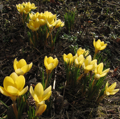 IMG_8518_Krokusse_.JPG