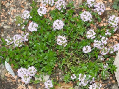 Steinpilzthymian.jpg